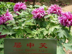 菏澤牡丹 單花精品照與優(yōu)質苗木的完美結合