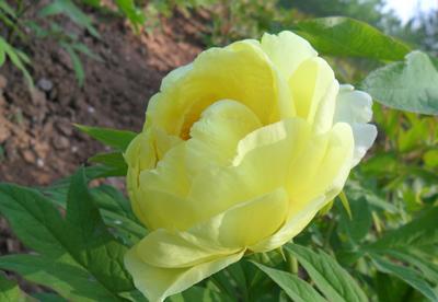 大王園藝 一株百年牡丹王，訴說國色天香的時代風(fēng)華