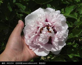 河州牡丹苗木價格解析與特產(chǎn)網(wǎng)選購指南