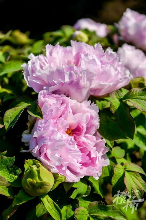 600歲“牡丹王”迎春綻放，第二十屆普寧牡丹花會靜待君來